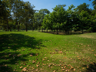 Green summer park garden.
