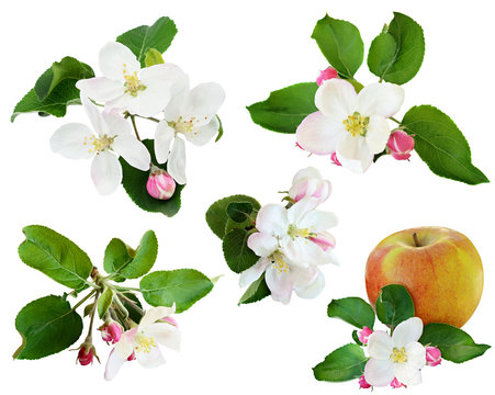 Set of apple flowers