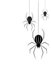 Black spider isolate