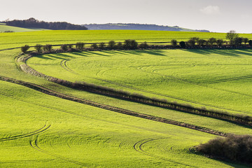 Fototapeta premium Landscape of the South Downs National Park in late afternoon winter sunshine.