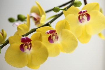 Fototapeta na wymiar Beautiful bright yellow orchid