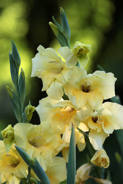 Beautiful fresh graceful yellow fresh gladiolus cornflag flower fresh splendid sward plant in blossom beauty of nature closeup on blur green background outdoor, vertical picture