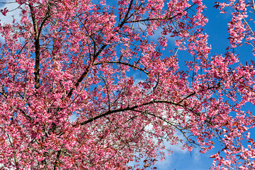 Thai sakura or Cherry blossom in Chiang mai, Thailand