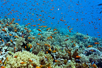 Fototapeta na wymiar Shoal of anthias fish on the coral reef