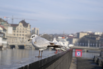 Möwen auf dem Geländer