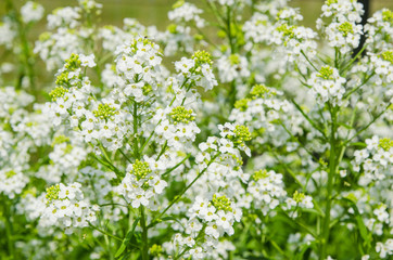 Small white flowers of horseradish, close-up