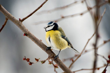 Blue Tit