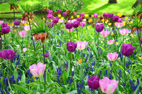 Violet tulips, in spring, under the bright sun in the garden of Keukenhof-Lisse, Holland