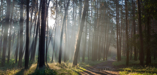 Morning mist in the forest