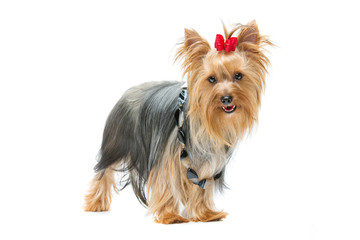 Beautiful yorkshire terrier standing