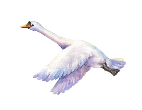 watercolor hand drawn illustration of goose flying. Watercolor poultry isolated on white background. Bird of passage fly.