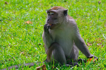 Long-tailed macaque, Bako National Park, Borneo, Sarawak, Malays