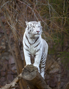 Fototapeta White tiger