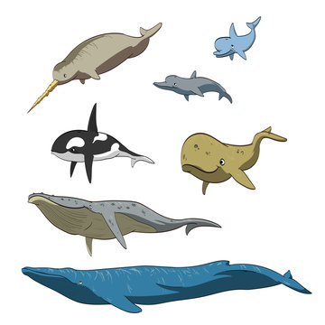 Set of vector illustration of cartoon whales and dolphins.