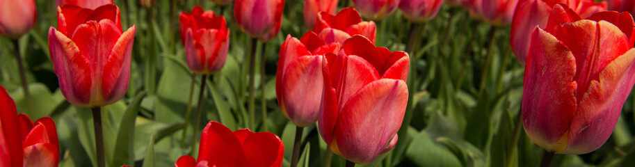 Naklejka premium Garden of tulips