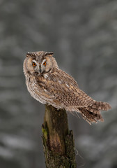 Long-eared owl sitting on the branch with clean background, Czech republic