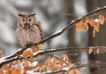 Long-eared owl sitting on the branch with yellow leaves, Czech republic
