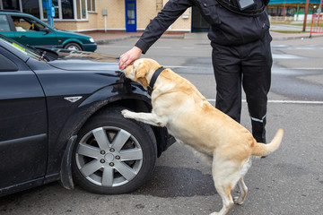 Labrador retriever Customs dog