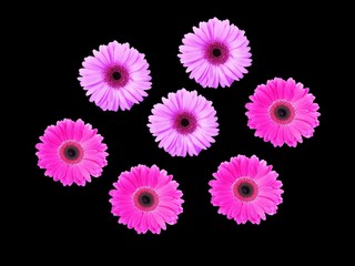 flower, fleur, illustration