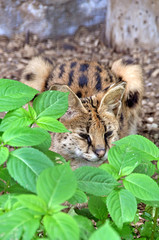 African serval