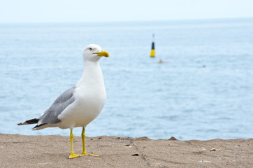 Fototapeta na wymiar Seagull on a beach