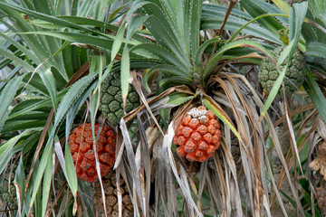 Seeds of sea pandanus or screw pine plant tree (Pandanus tectorius or Pandanus odoratissimus)
