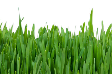 Fototapeta na wymiar Bright green grass