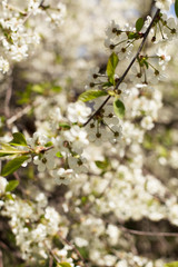 Spring Cherry blossoms