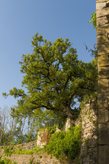 Fototapeta premium Bruniquel (Tarn-et-Garonne / Languedoc-Roussillon-Midi-Pyréné