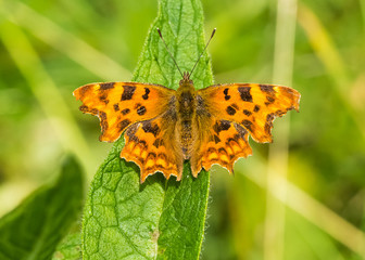 Comma Butterfly (polygonia c-album)