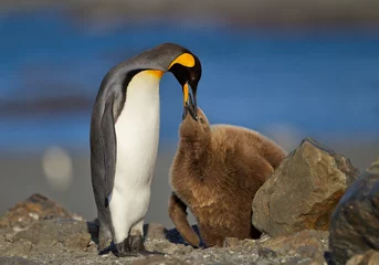 Papier Peint photo autocollant Pingouin Manchot royal nourrir les jeunes avec un fond bleu propre, l& 39 île de Géorgie du Sud, l& 39 Antarctique