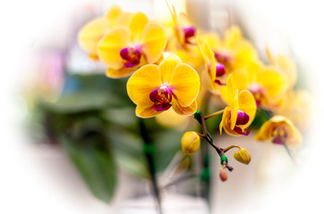 Orchids