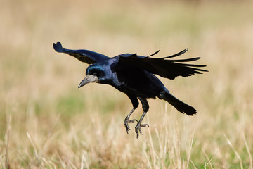 Rook (Corvus frugilegus)