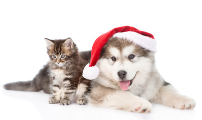 alaskan malamute puppy and maine coon kitten with red santa hat.
