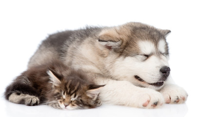 alaskan malamute puppy and maine coon kitten sleeping together.