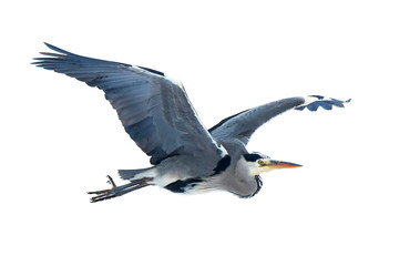 Grey Heron (Ardea cinerea)