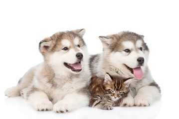 two alaskan malamute dogs and maine coon cat together. isolated