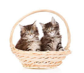 Fototapeta na wymiar two small maine coon cats sitting in basket. isolated on white b