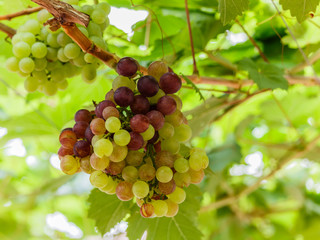 bunch of  grapes on the vine with green leaves