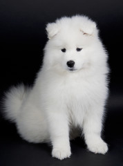 Samoyed puppy