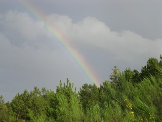 Regenbogen