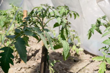 Growth Seedling Tomato