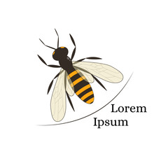 Bee. Black and orange silhouette of the bee. Icon insect. 