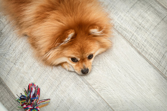 Cute dog breed spitz is resting next to a toy