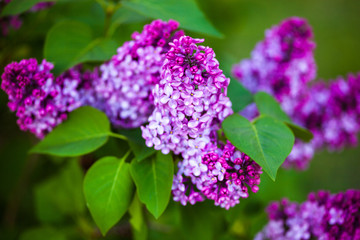 Flowers of Lilac