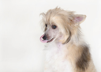 Chinese Crested dog