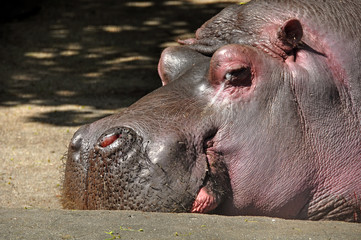 hippopotamuses sleeping zoo