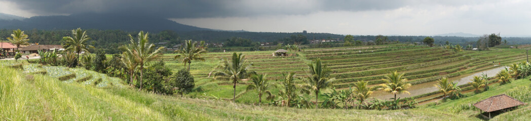 Obraz na płótnie Canvas Reisfelder, Bali, Indonesien