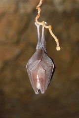 
Greater horseshoe bat ( Rhinolophus ferrumequinum