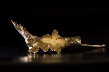 Holly leaf painted gold. A metallic golden leaf reflected on a black surface
